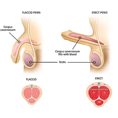 Male Sexual Health Anatomy